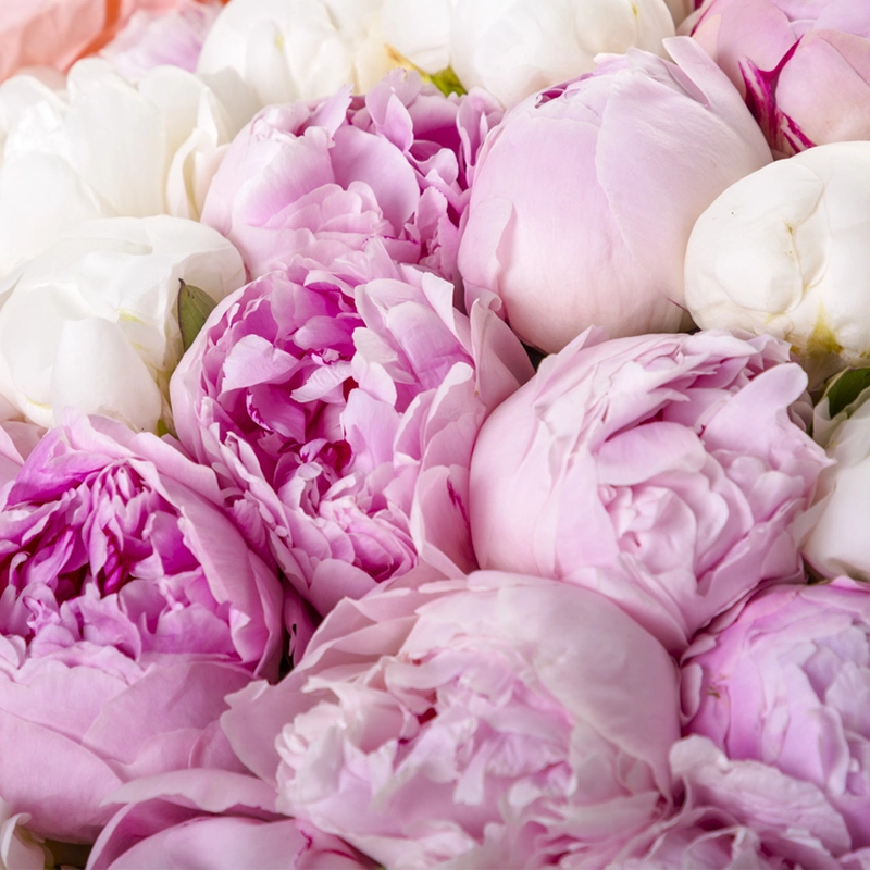 Букет из 51 пиона микс