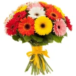 Гербера радужный микс